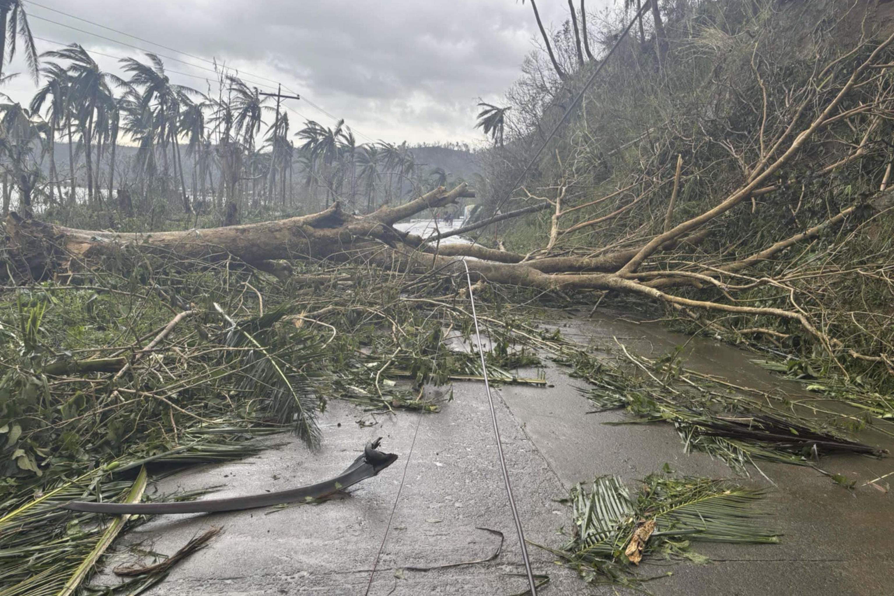 Toppled trees caused by Typhoon Man-yi in northeastern Philippines.