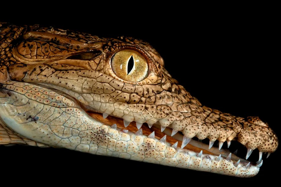Head of a two-year-old Nile crocodile.