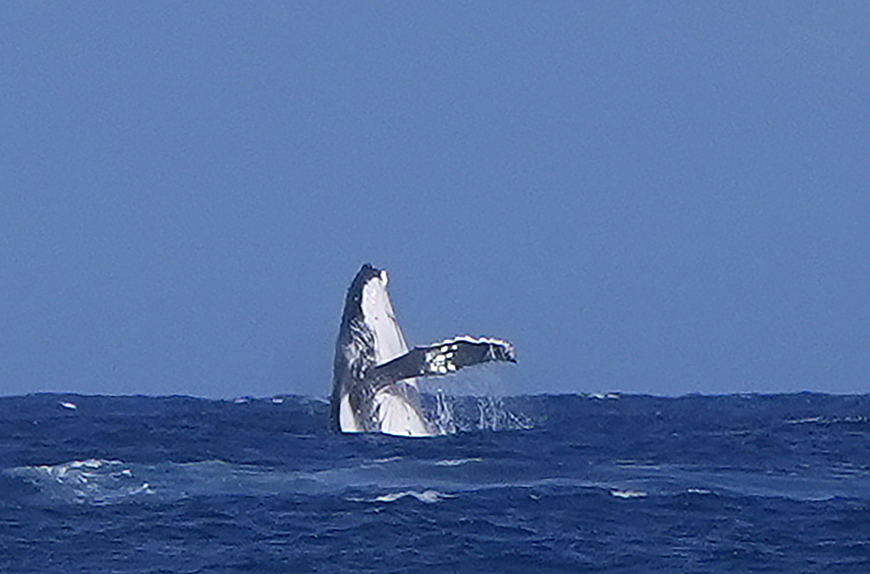 A whale breaches.