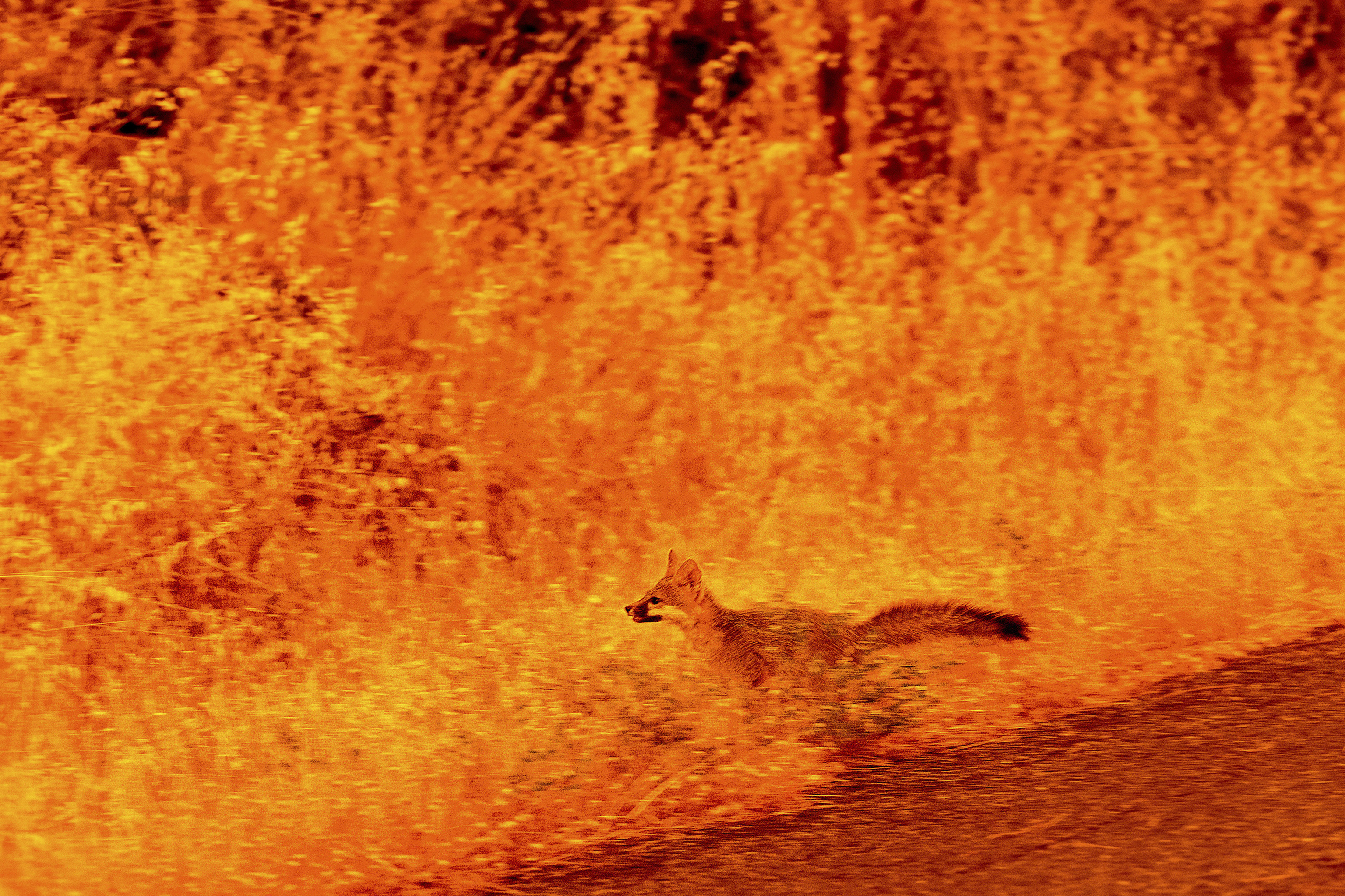 An animal runs through grass while fleeing flames.