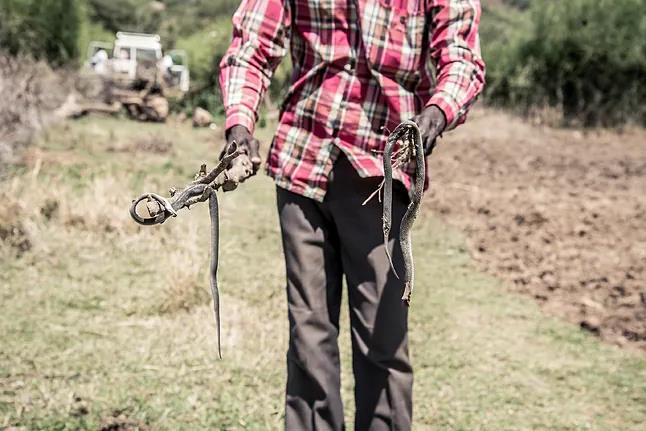 A man holds two specimens he has caught in Kenya.