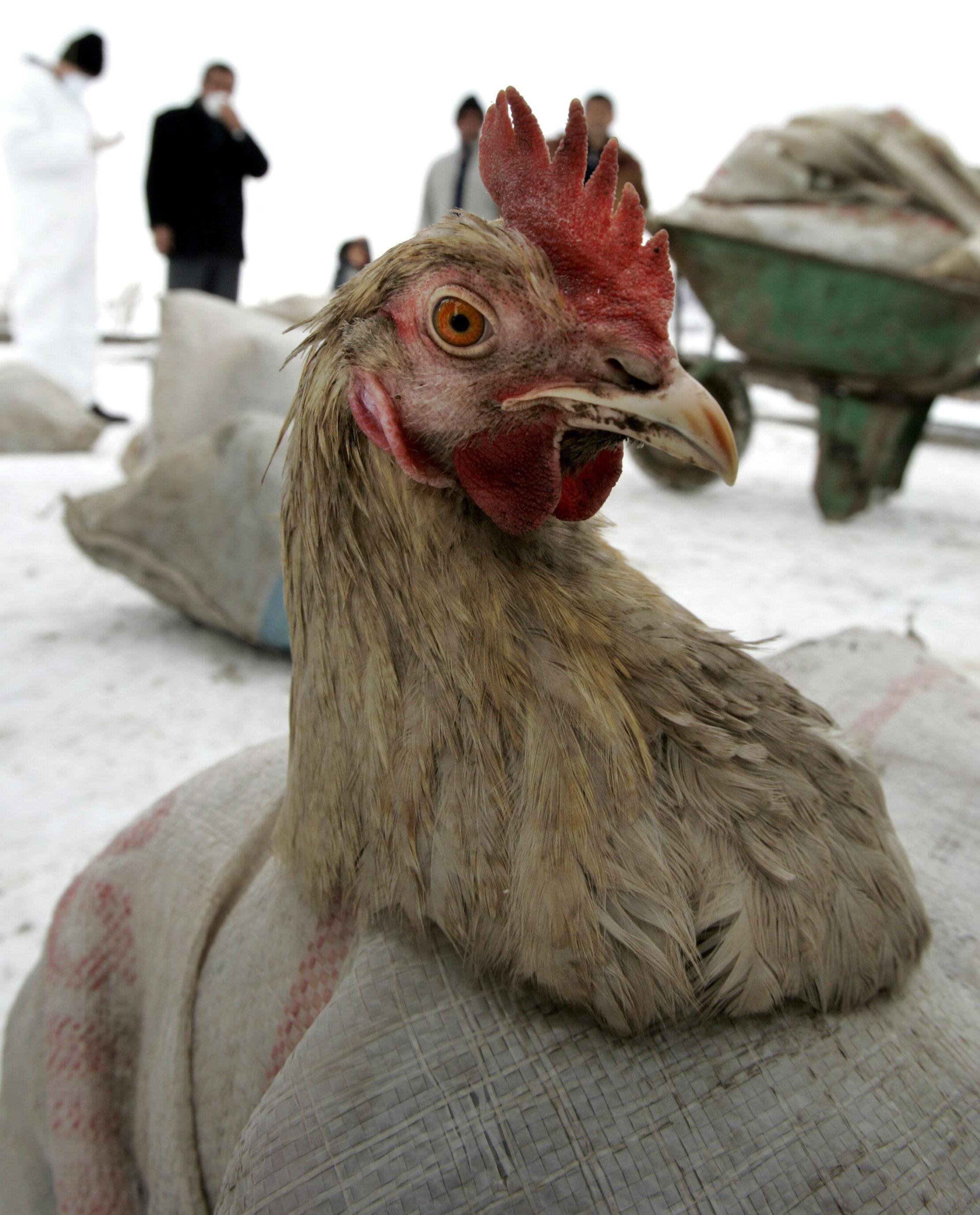 The US is grappling with the spread of the H1N5 virus on wild bird farms.