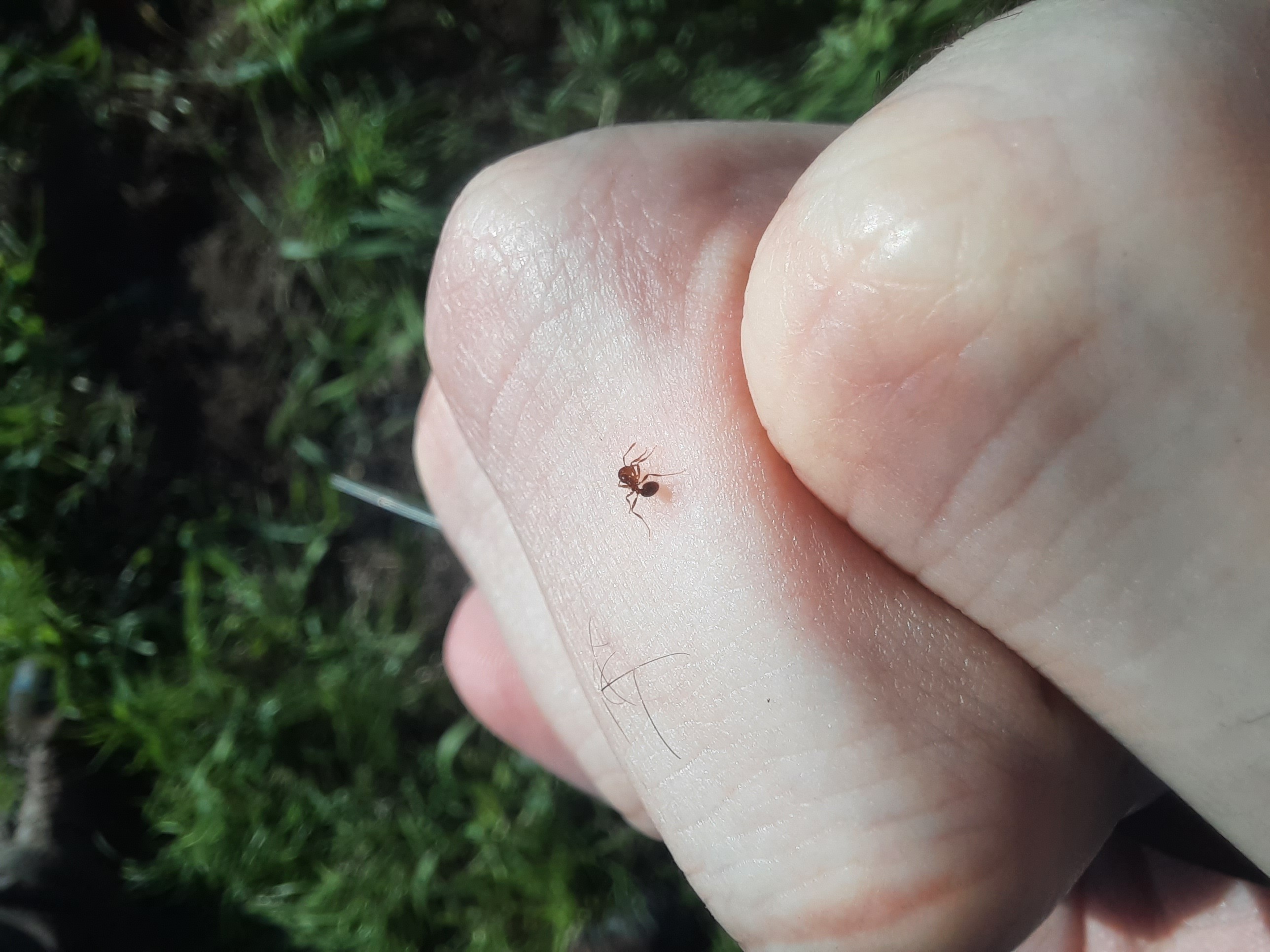 An ant on a hand.