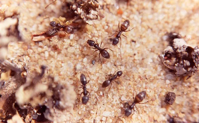 A group of Argentine ants.