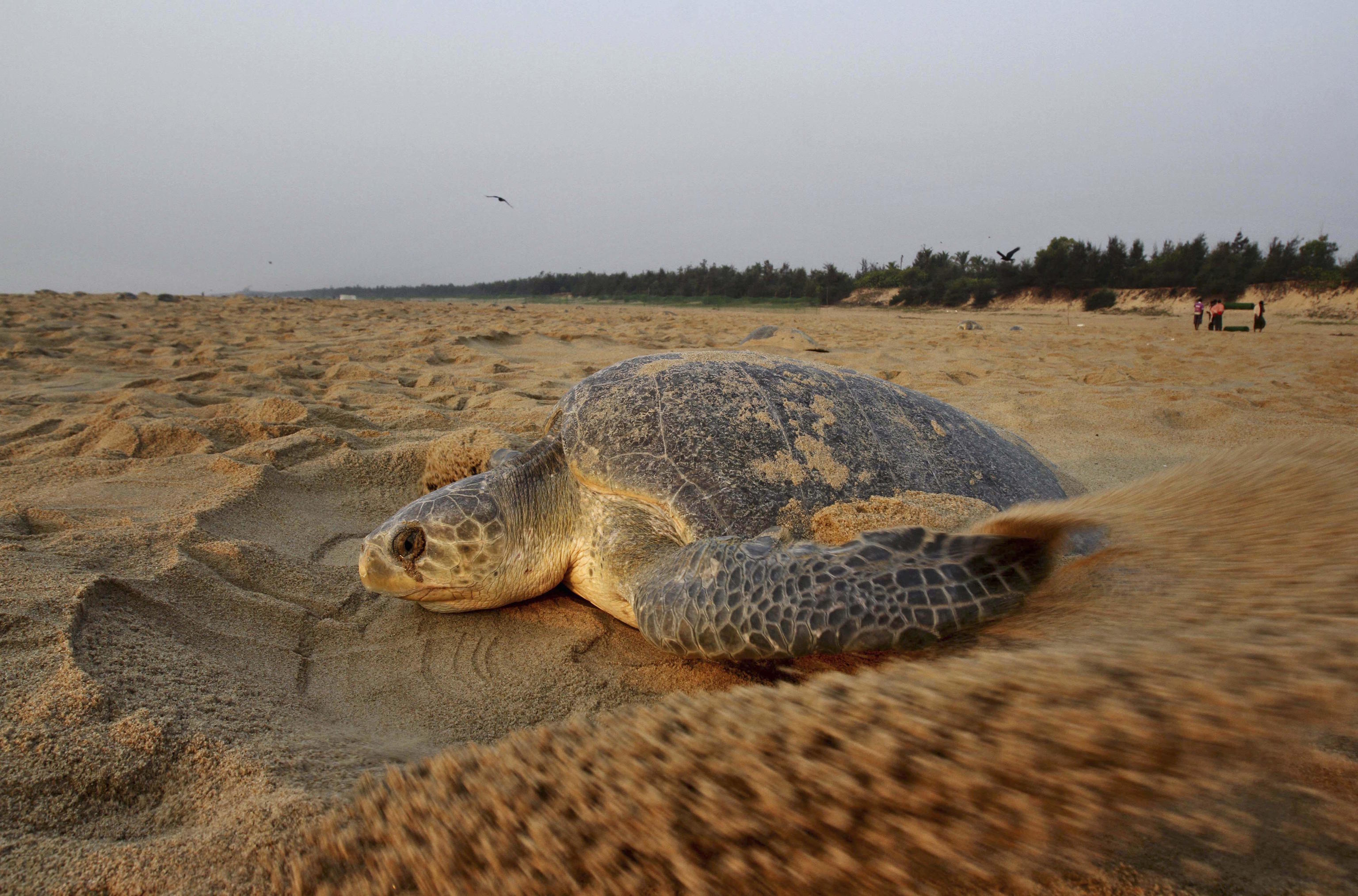 An olive ridley turtle drags sand to cover its nest in Ganjam, India.