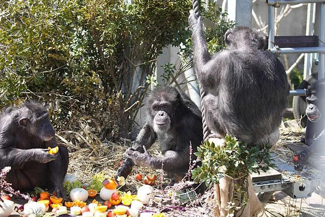 Chimpanzees from one of the studied groups eating oranges.