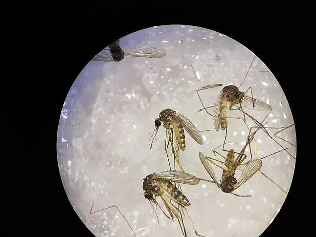 Mosquitoes of the 'Culex' genus, vectors for transmitting the Sindbis virus.