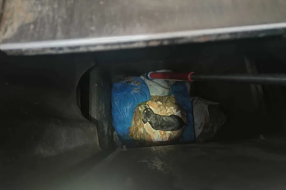 Puppy inside the subway garbage container.