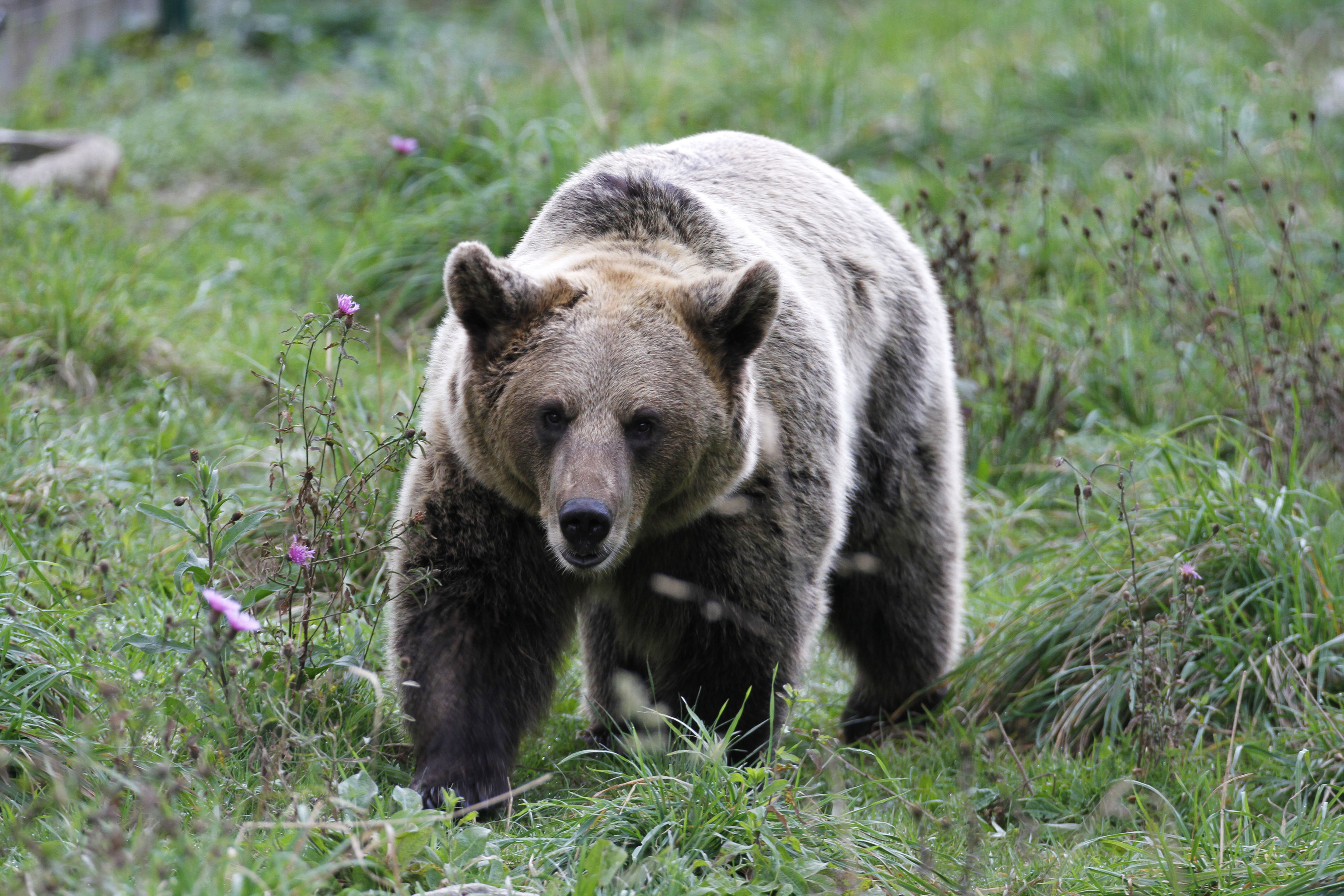 A brown bear.