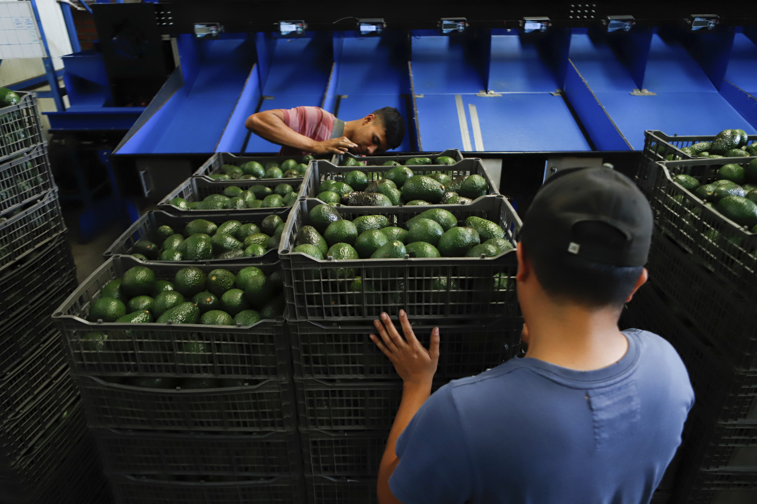 A worker selects avocados at a packing plant in Uruapan, Mexico.