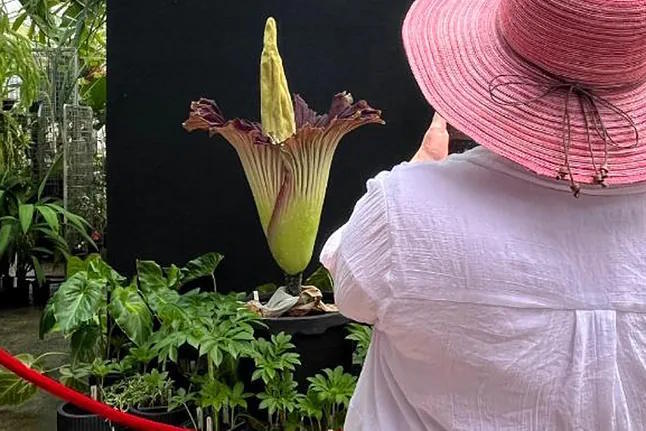 A woman observes the petals of the 'corpse flower'.