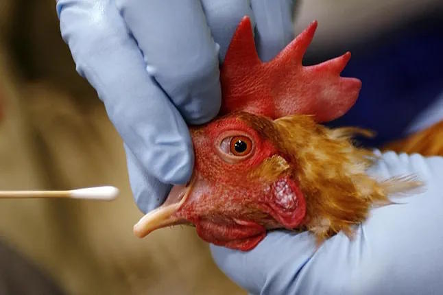 Sampling in the US on a chicken to detect avian fluDamian Doverganes.