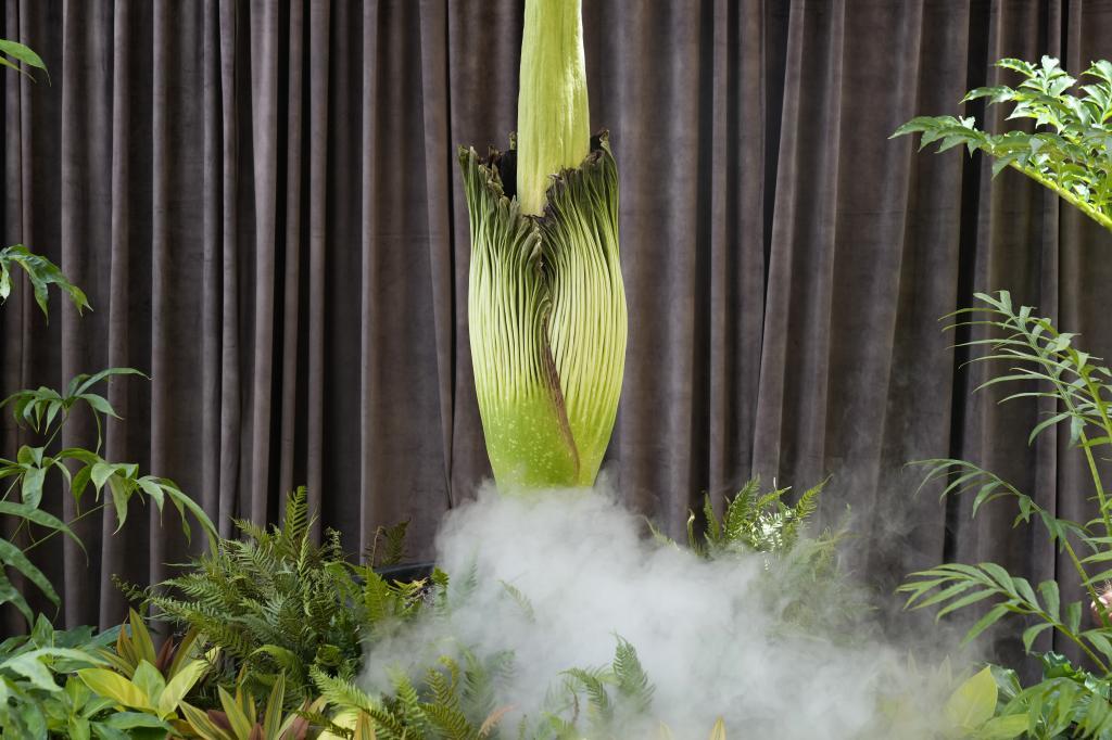 A corpse flower begins to bloom at the Royal Botanical Gardens in Sydney