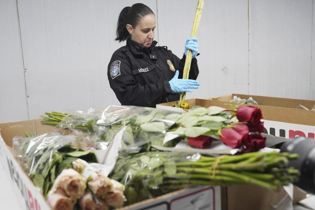 Valentine's Day flowers are unwrapped and inspected by U.S. Customs and Border Protection agriculture specialist Elaine Mendez at Miami International Airport