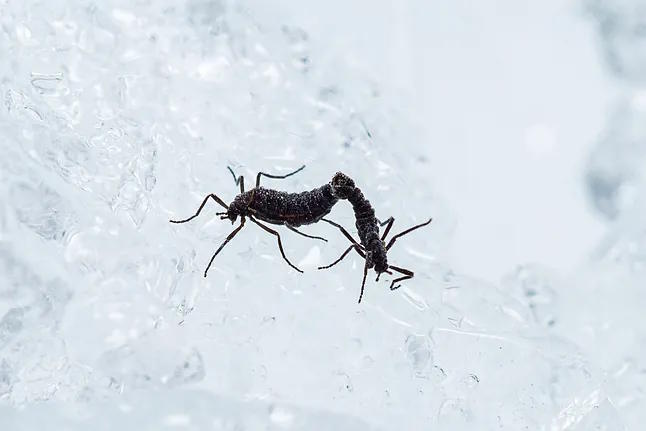 Two Antarctic mosquito specimens in the ice.