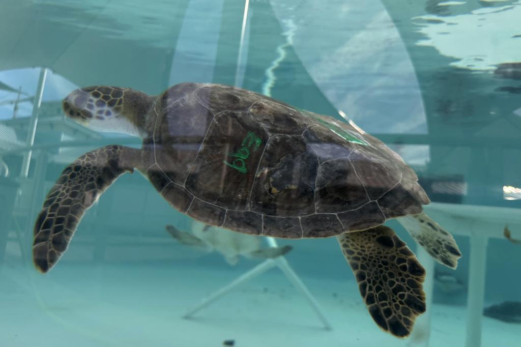 A green sea turtle being treated for cold stunning is seen swimming in a tank at Loggerhead Marinelife Center in Juno Beach