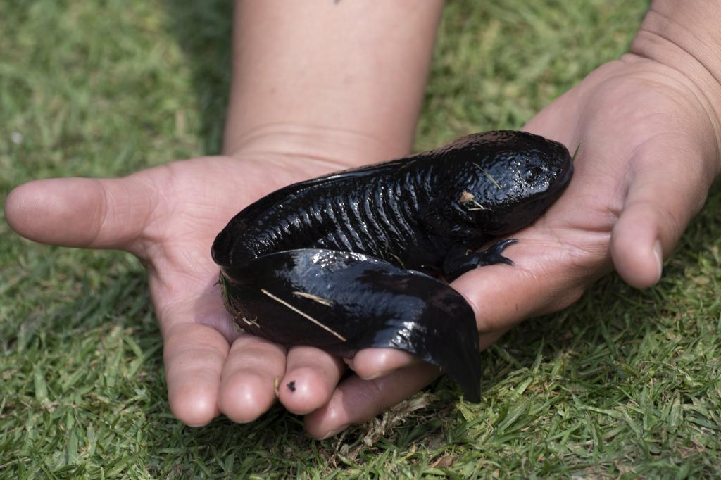 A woman holds an axolotl