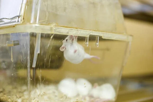 Mice in a laboratory in a stock image.