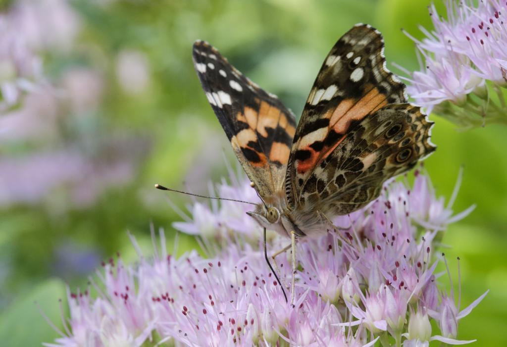 A painted lady butterfly feeds on Sedum flowers in Omaha,