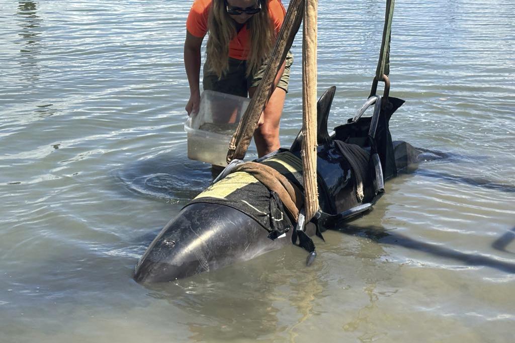 New Zealand Department of Conservation a dolphin is tended to at Waitangi