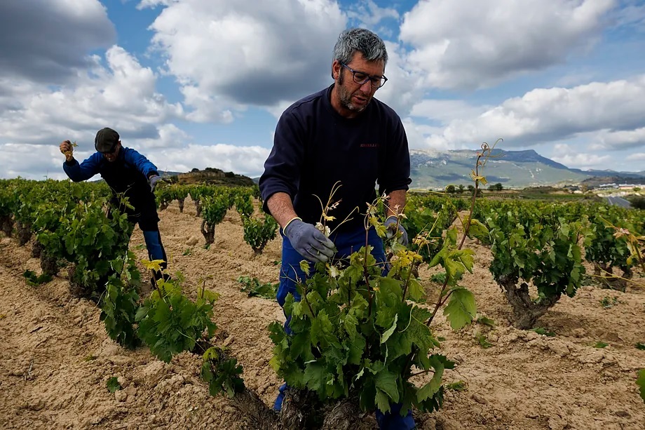 A group of farmers are cleaning the vines.