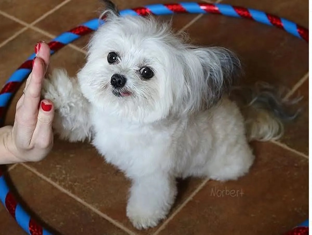 The dog Norbert high-fiving, one of his characteristic gestures.