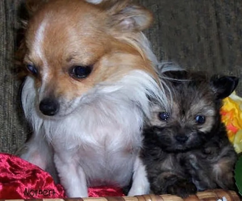 Norbert (right) with his mother as a puppy.