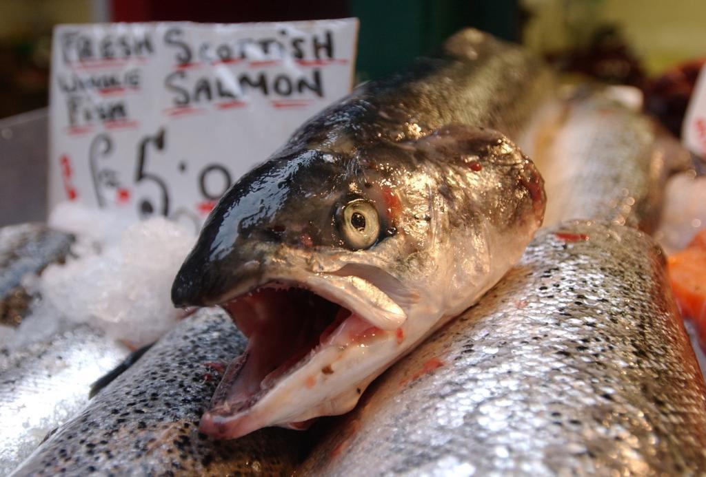 Head of a salmon
