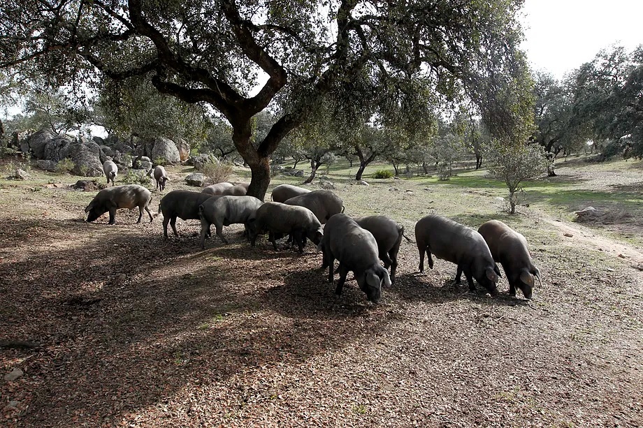 Iberian pig herd.