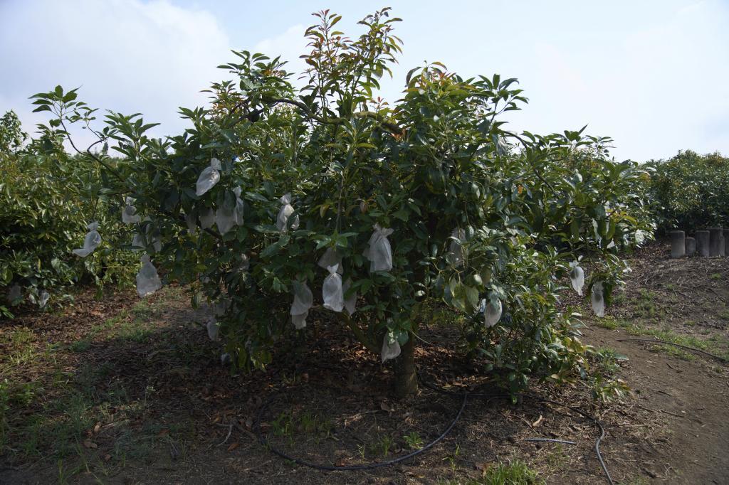 Avocados are growing in a plant that is seeking to meet the requirements to export to the United States.