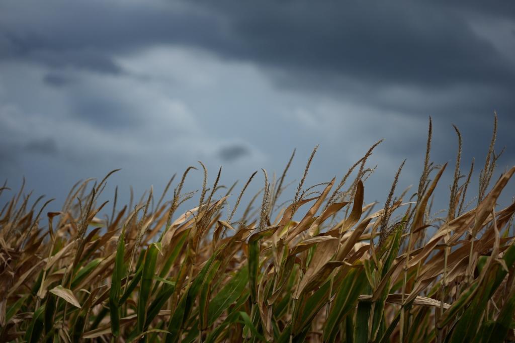 Storm clouds build above a corn field near Platte.