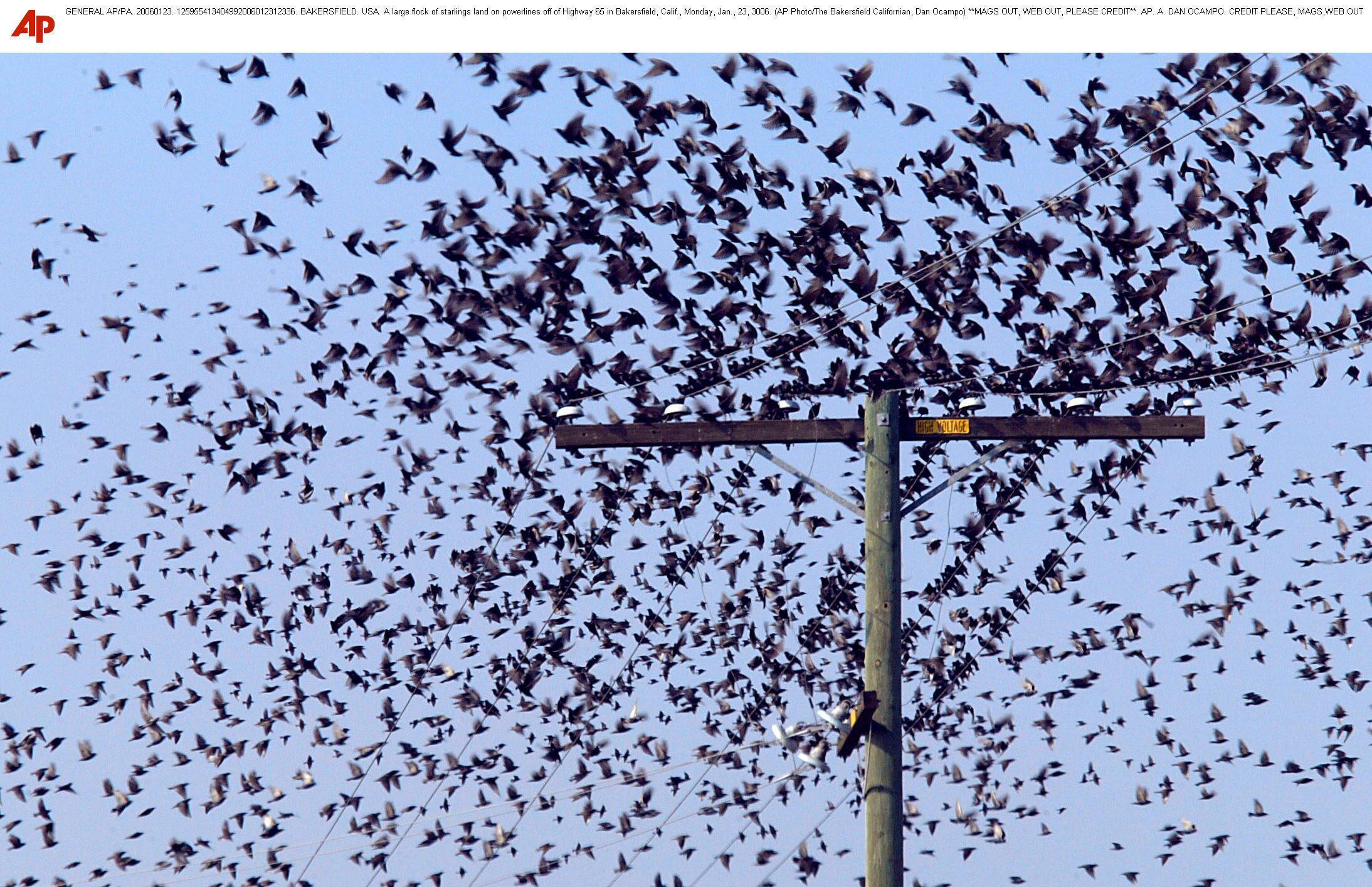 A large flock of starlings land on powerlines off in Bakersfield, Calif.
