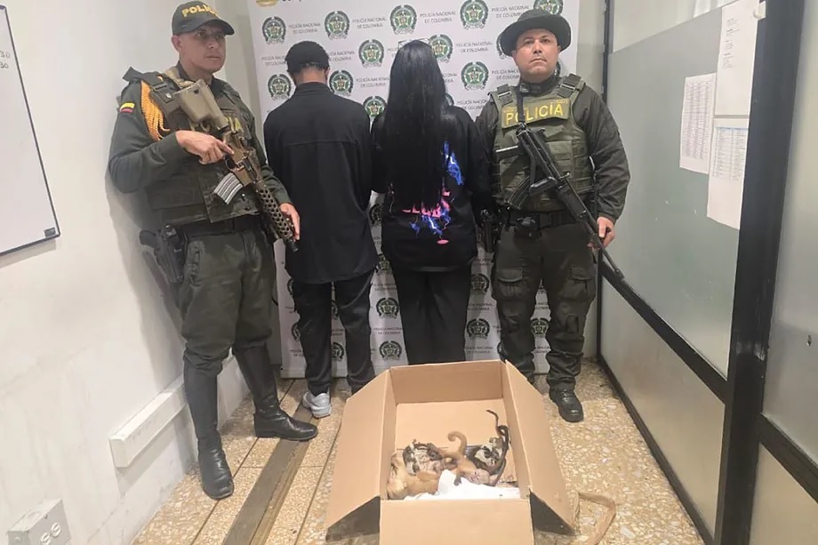 The detainees and the recovered monkeys, in a box.