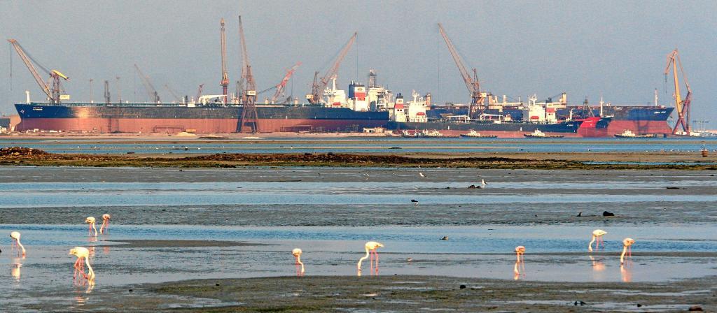 Flamingoes feed near to where the Kuwait-flagged crude oil tanker Al Samidoon