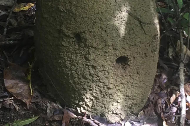 Termite mound in the Australian jungle.