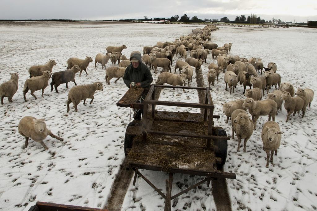 Farmer Ross Turner feeds his sheep hay in his snow covered paddocks on the outskirts of Christchurch, New Zealand