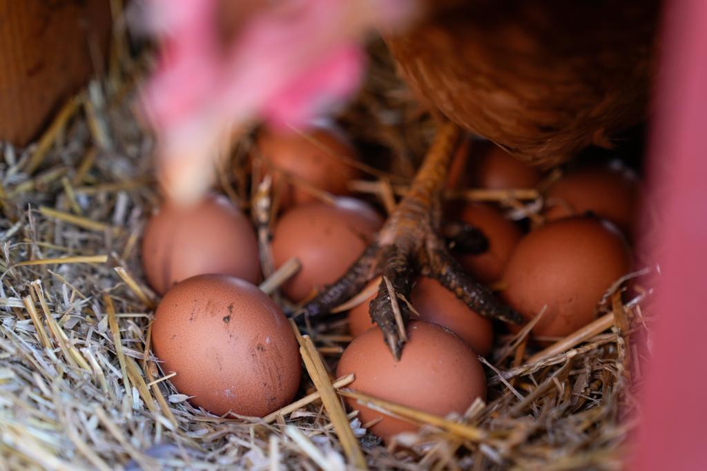 A hen stands on eggs inside her coop at at a farm i