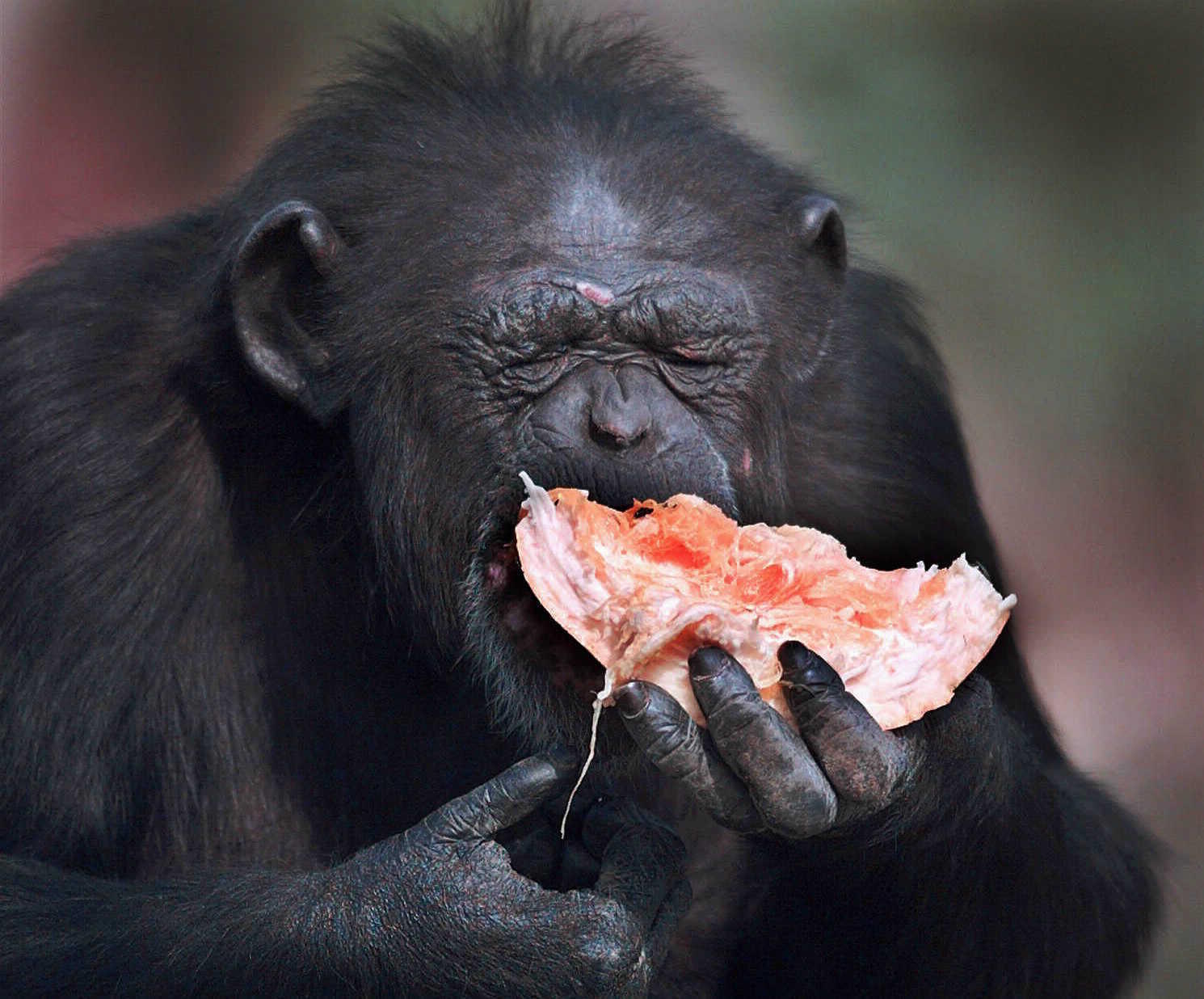 A chimpanzee eats a piece of watermelon.