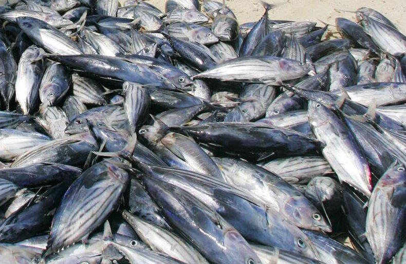 Fishing catches.