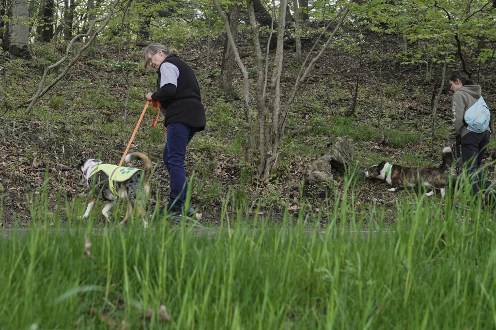 Dogs search for spotted lanternfly eggs masses.