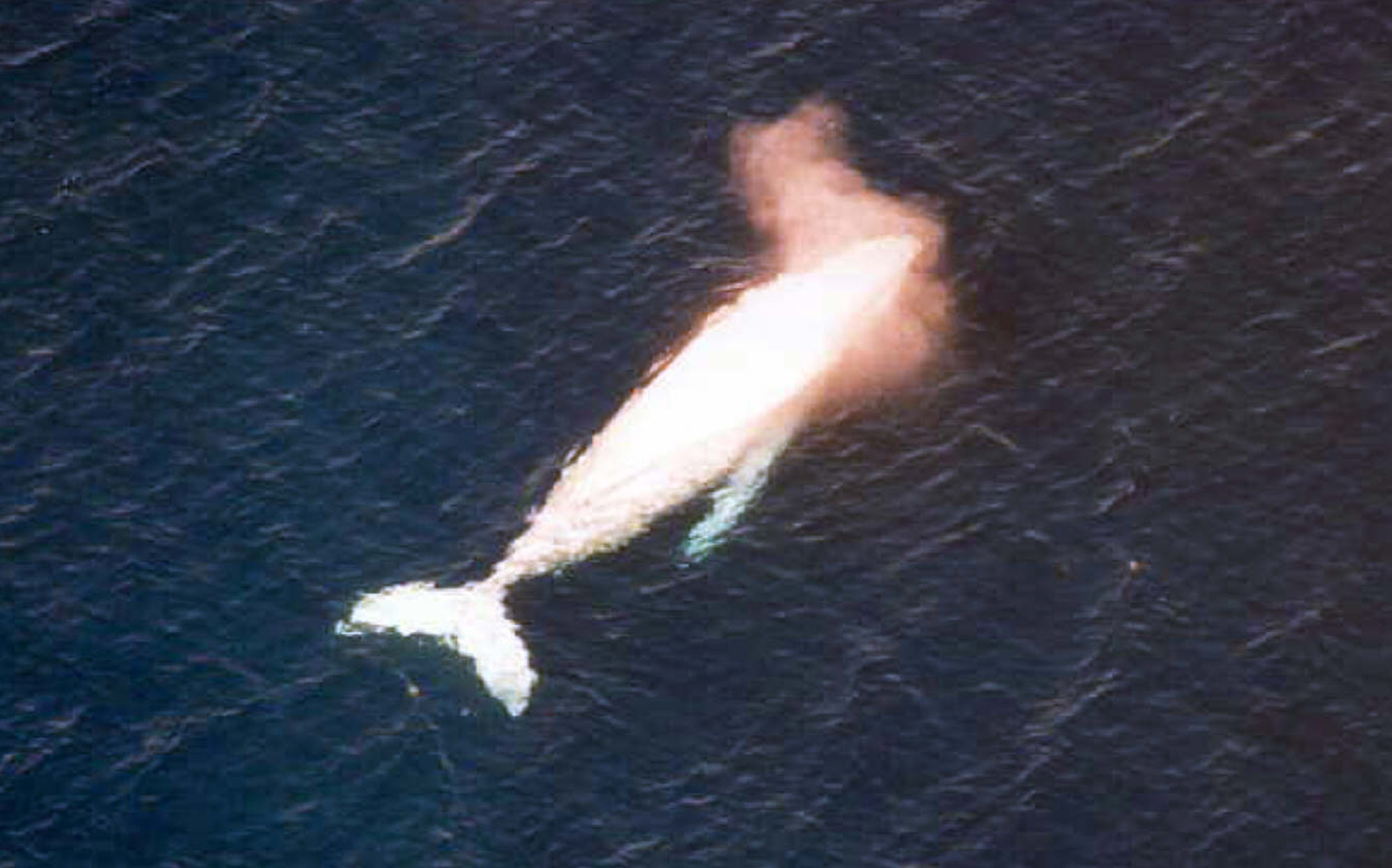A whale in the sea.