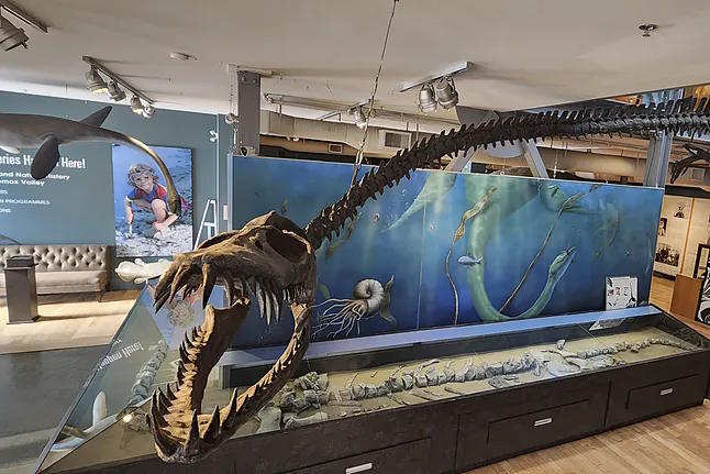 Exhibition of Traskasaura at the Courtenay and District Museum and Paleontology Center.