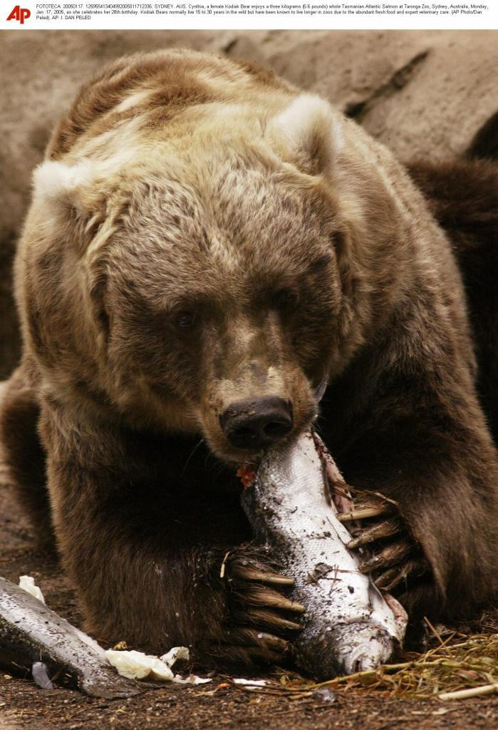 A bear eating a salmon.