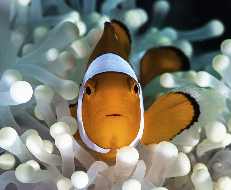 A clownfish, also known as anemonefish.