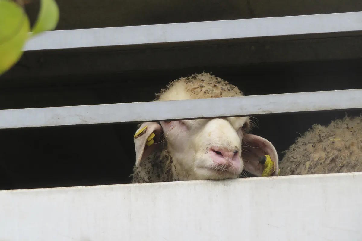 The last days of a Spanish lamb.