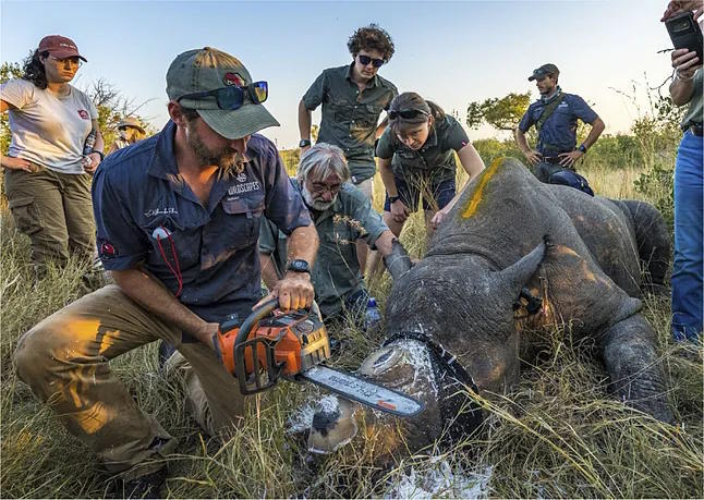 Dehorning operation on a white rhinoceros.