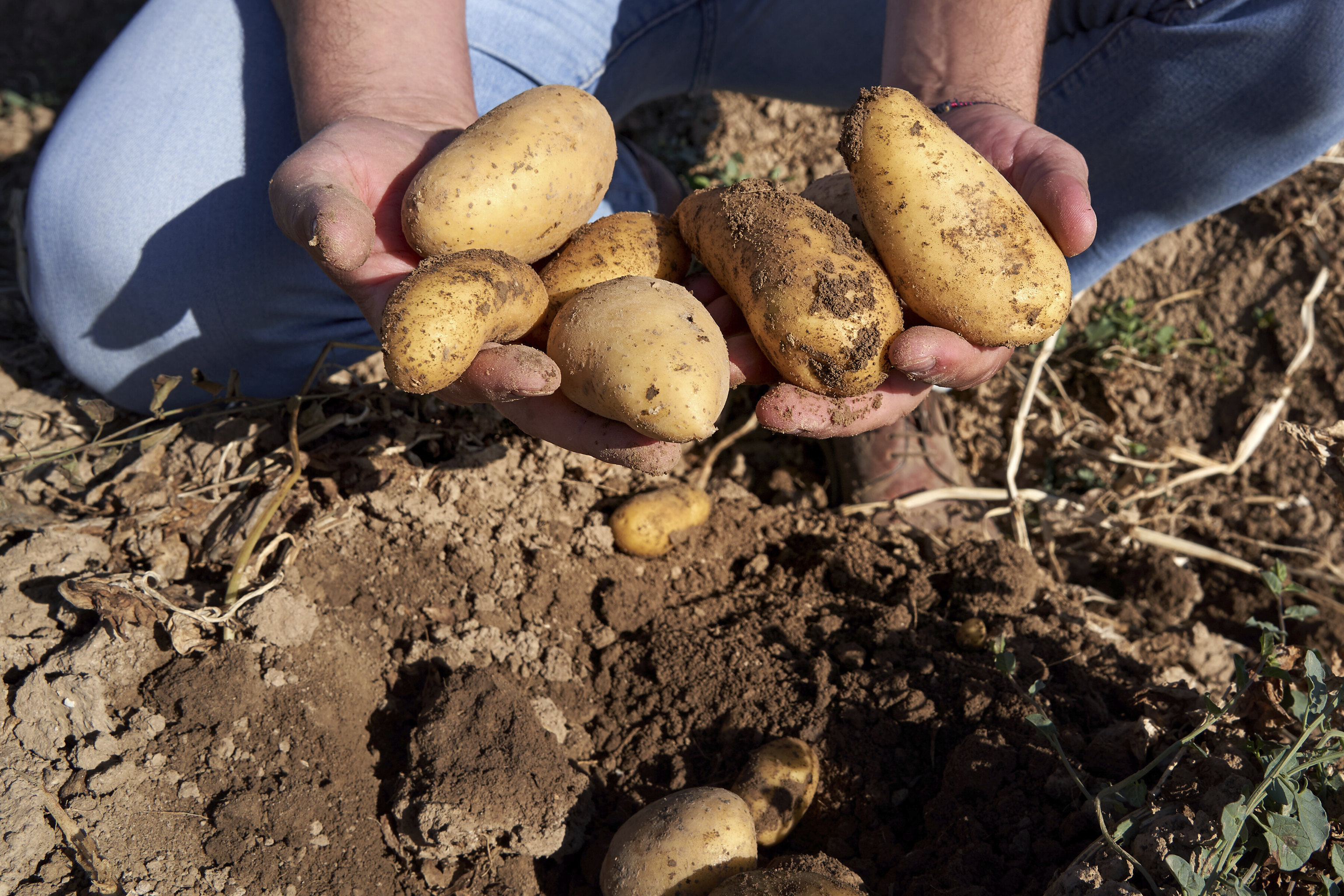 A farmer with potatoes in his hand.