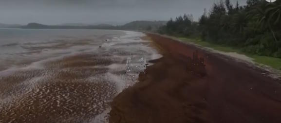 Sargassum, the macroalgae that threatens the tourist season in the Caribbean.