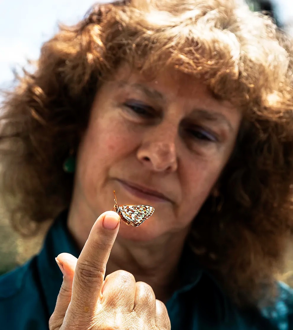 Camille Parmesan with one of the Edith's checkerspot butterflies she breeds in captivity at the SETE station in France.