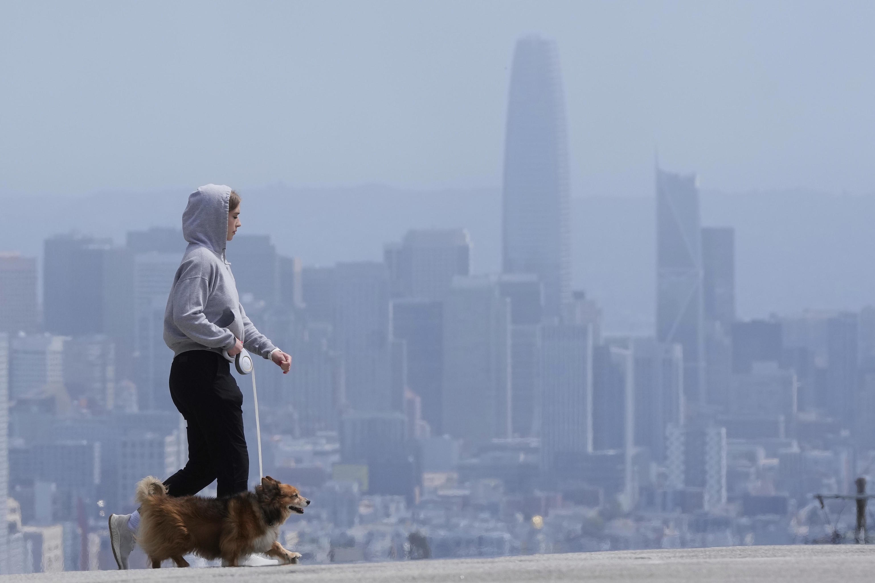 A pedestrian walks a dog as in front of the skyline in San Francisco.
